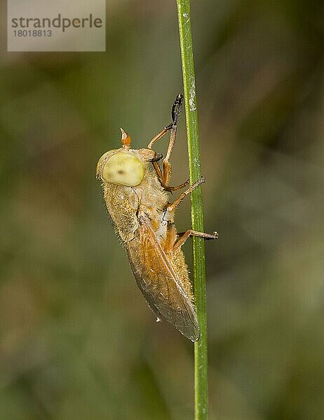 Golden Horsefly (Atylotus fulvus) adult  auf Blatt im Moor ruhend  New Forest  Hampshire  England  Juli