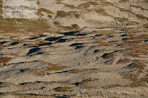 Blick auf den Lebensraum der Kurzgras-Prärie  Westblock  Grasland N. P. Südliches Saskatchewan  Kanada  Oktober  Nordamerika