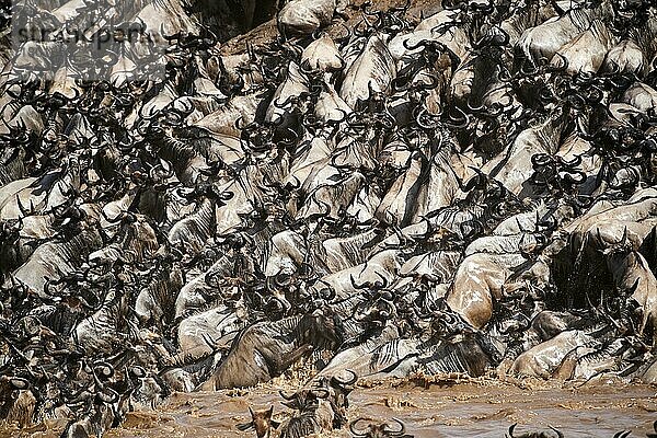 Östliche Weißbartgnu-Herde {Connochaetes taurinus} klettert nach Flussüberquerung ans Ufer. Masai Mara-Nationalreservat  Kenia  Afrika