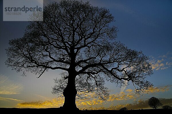 Quercus (pedunculata)  Stieleiche  Sommereiche  Deutsche Eiche (Quercus robur)  Eiche  Eichen  Buchengewächse  Common Oak habit  bare tree Silhouette at sunset  Heron Corn Mills  Beetham  Cumbria  England  april