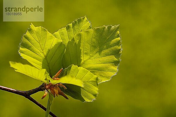Rotbuche (Fagus sylvatica) Nahaufnahme von frischen Frühlingsblättern  Powys  Wales  Mai