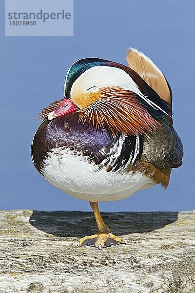 Mandarinente (Aix galericulata) eingeführte Art  erwachsenes Männchen  schlafend  auf einem Bein stehend  Norfolk  England  April