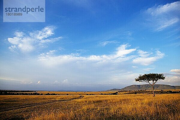 Blick auf Grasland-Lebensraum und Akazienbaum  Masai Mara  Kenia  August  Afrika