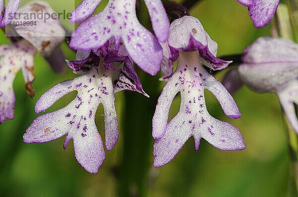 Military Orchid (Orchis militaris) Nahaufnahme von Blumen  Buckinghamshire  England  Mai