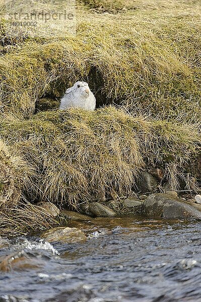 Berghase (Lepus timidus) erwachsen  im Winterfell  in Form am Fluss sitzend  Alvie Estate  Cairngorms N.P.  Highlands  Schottland  Februar