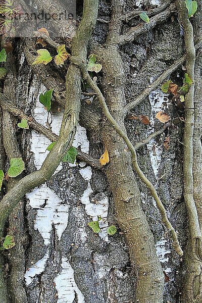 Efeu (Hedera-Helix) Nahaufnahme der Stämme  kletternder Silberbirkenstamm (Betula pendula)  im Wald am Rande des Moores  im Talmoorreservat  Market Weston Fen  Market Weston  Suffolk  England  November