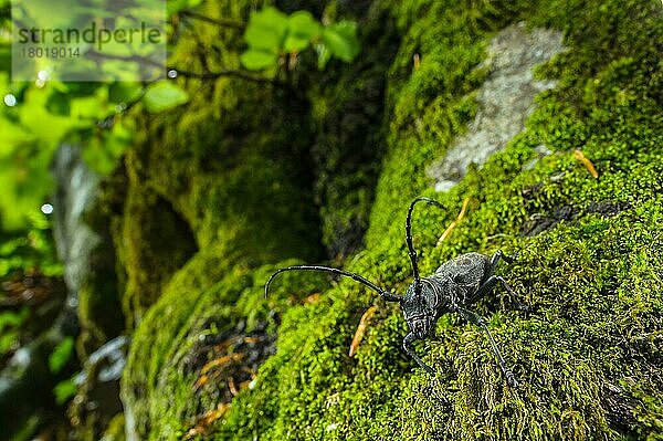 Bockkäfer (Morimus asper) adult  stehend auf Moos im Lebensraum  Torriglia  Oberes Trebbia-Tal  Provinz Genua  Ligurien  Italien  Juni  Europa