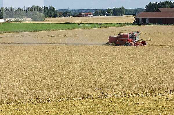 Hafer (Avena sativa)  Massey Ferguson-Mähdrescher-Erntefeld  Rinderherde im nächsten Feld  Schweden  Europa