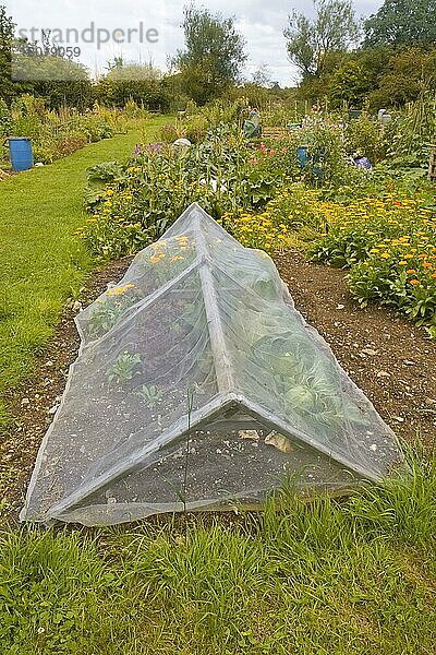 Kleingartenanlage mit feinmaschigem Käfig zum Schutz vor Schadinsekten  Dorchester  Dorset  England  August