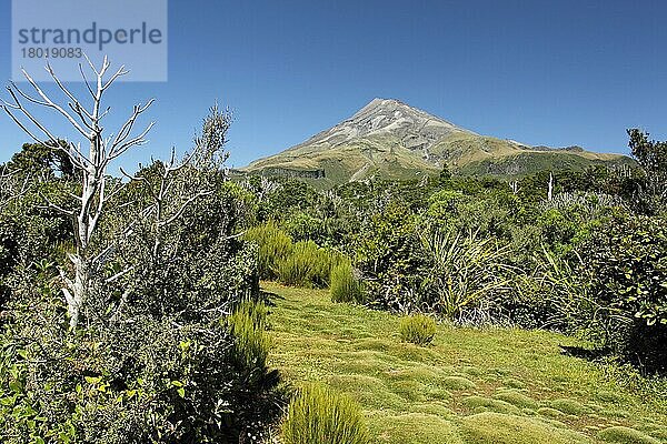 Vegetation im Anflug auf die Basis des Stratovulkans  Mount Taranaki  Egmont N. P. Taranaki  Nordinsel  Neuseeland  Februar  Ozeanien