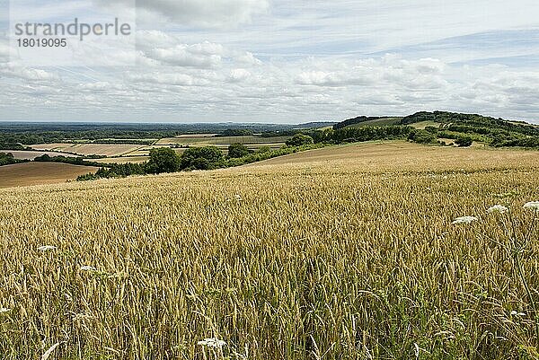 Rollendes Feld mit reifendem Winterweizen an einem schönen Sommertag  North Wessex Downs  Berkshire  Juli