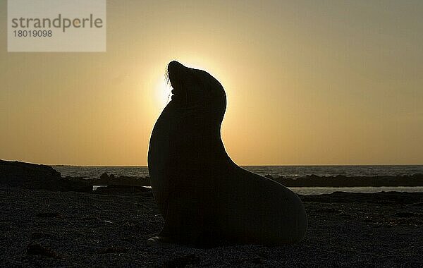 wollebaecki  Zalophus californianus wollebaeki  Galapagos-Seelöwe  Galapagos-Seelöwen (Zalophus californianus)  Meeressäuger  Raubtiere  Robben  Säugetiere  Tiere  Galapagos sea lion  zalophus californianus wo