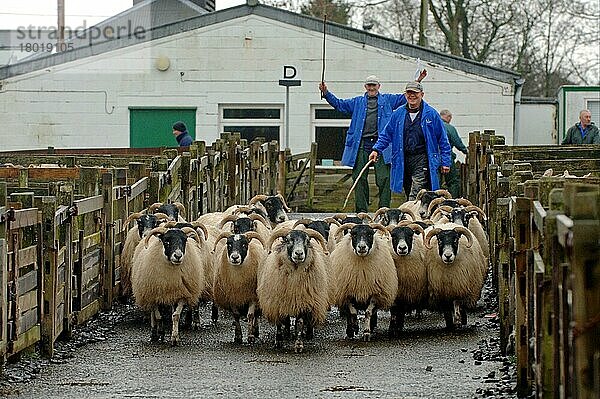 Blackface Sheep  Mutterschafherde  die beim Verkauf zwischen Pferchen getrieben wird  Borders  Schottland  Großbritannien  Europa