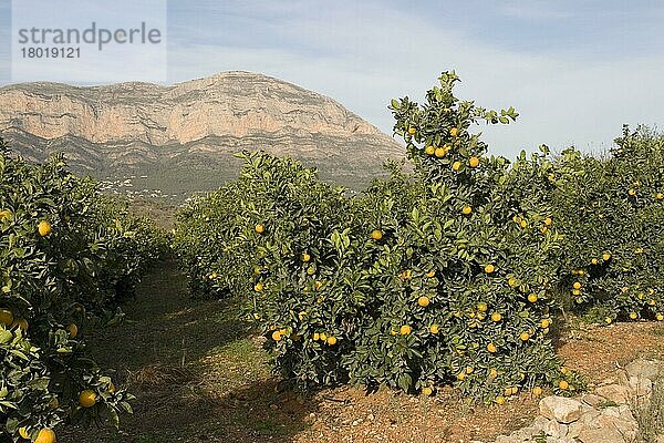 Blick durch Orangenbäume auf die Sierra del Montgo