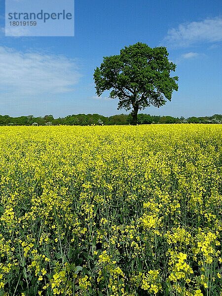Ölsaaten-Raps (Brassica napus)  Ernte  blüht im Feld  Leicestershire  England  Mai