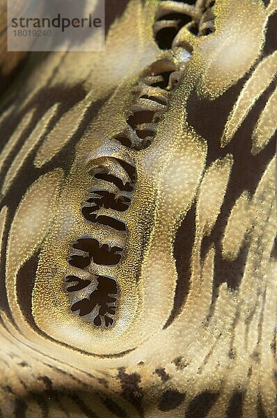 Schuppige Riesenmuschel  Schuppige Riesenmuscheln (Tridacna squamosa)  Andere Tiere  Muscheln  Tiere  Weichtiere  Fluted Giant Clam close-up of mantle  Ambon Island  Maluku Islands  Banda Sea  Indonesia
