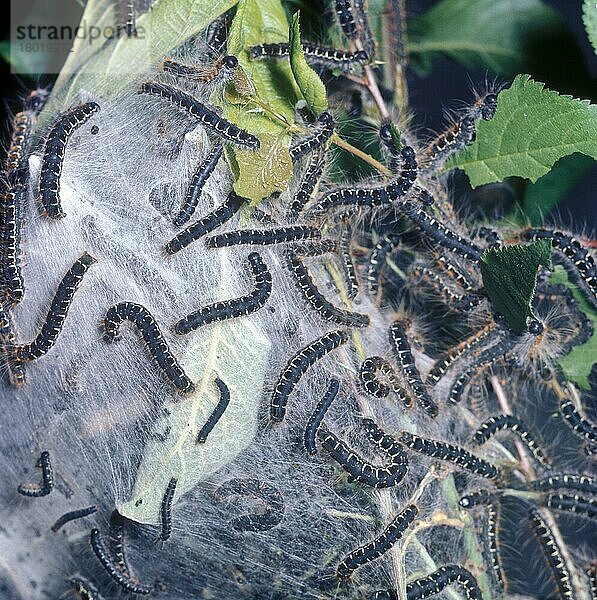 Frühlingswollafter  Insekten  Motten  Schmetterlinge (Eriogaster lanestris)  Tiere  Andere Tiere  Small Eggar Larvae  on Larval 'Tent'