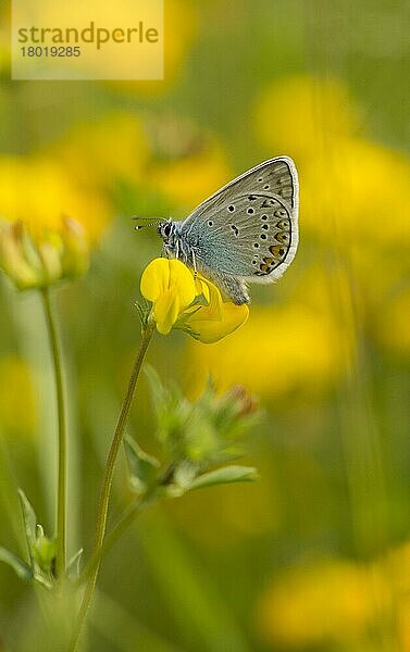 Amanda's Blue (Agrodiaetus amanda) erwachsen  auf Blüte ruhend  Bulgarien  Juli  Europa