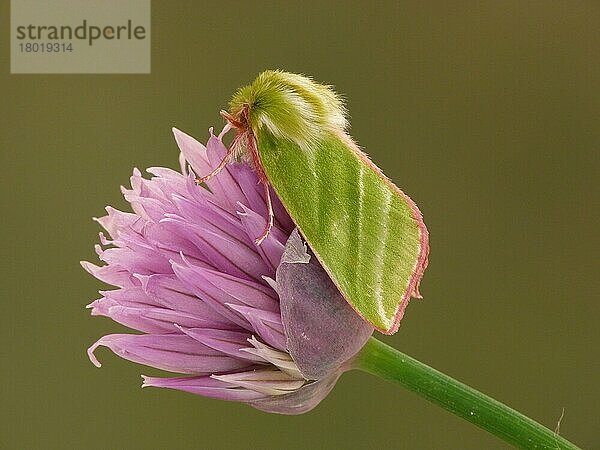 Grüne Silberlinien (Pseudoips prasinana britannica) erwachsene männliche Pflanze  ruhend auf der Blüte von Schnittlauch (Allium schoenoprasum) im Garten  Leicestershire  England  Juni