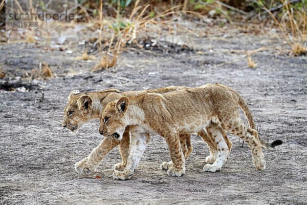 Afrikanische Löwen (Panthera leo)  zwei Jungtiere laufen nebeneinander  South Luangwa National Park  Sambia  Afrika