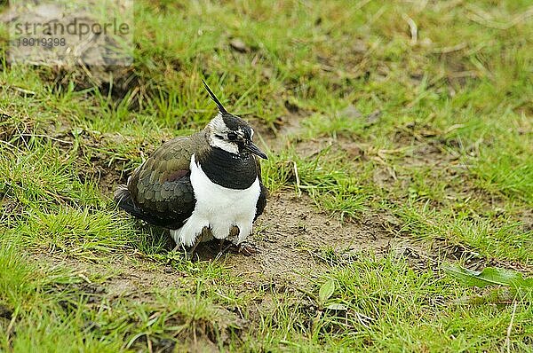 Nordkiebitz (Vanellus vanellus)  erwachsenes Weibchen  brütende Küken nur unter der Brust sichtbar  im Grasland  Elmley Marshes National Nature Reserve  Isle of Sheppey  Kent  England  Mai