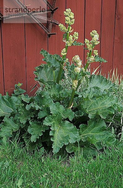 Rhapontikrhabarber  Sibirischer Rhabarber  Bulgarischer Rhabarber (Rheum rhaponticum)  Knöterichgewächse  Rhubarb flowering against red shed  Sweden