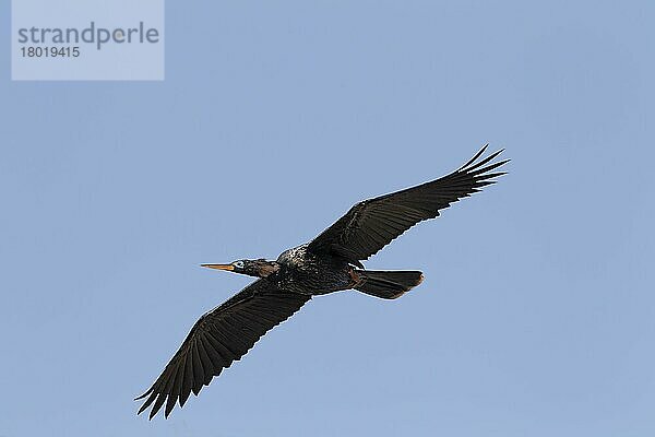 Amerikanischer Schlangenhalsvogel (Anhinga anhinga)  Amerikanische Schlangenhalsvögel  Ruderfüßer  Tiere  Vögel  Anhinga adult male  breeding plumage  in flight  Everglades  Florida (U.) S. A. March