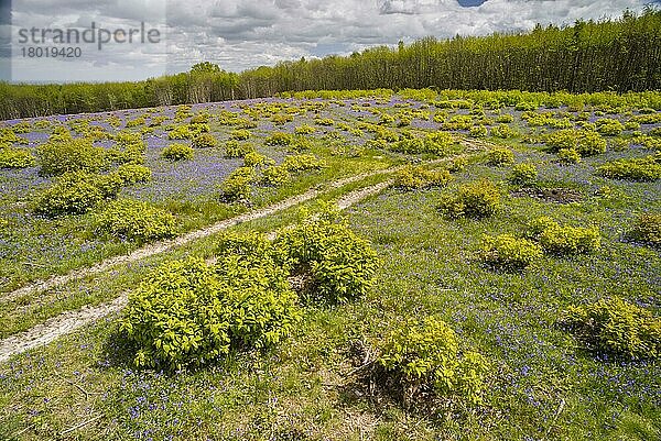 Niederwald-Lebensraum der Edelkastanie (Castanea sativa)  mit einer Masse von Blüten (Hyacinthoides non-scripta) der Gewöhnlichen Glockenblume im kürzlich bewaldeten Gebiet  King's Wood  Challock  Kent  England  Mai