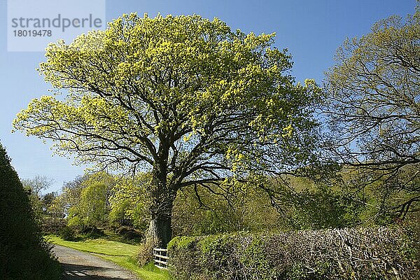Traubeneiche (Quercus petraea)  Wintereiche  Buchengewächse  Sessile Oak habit  growing in roadside hedgerow  Powys  Wales  early spring