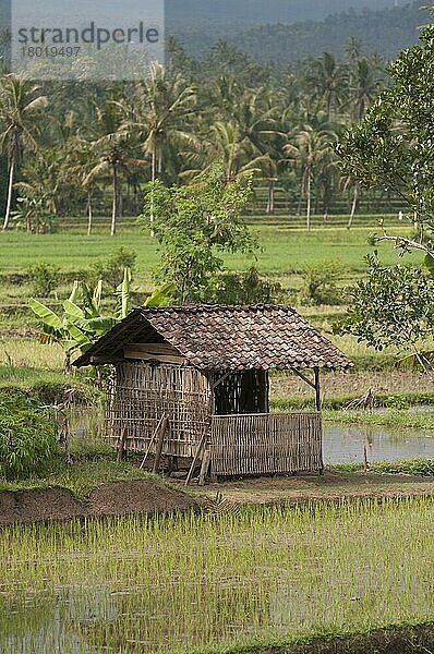 Reis (Oryza sativa)  Reisfelder und Hütte  Berg Ijen  Ost-Java  Indonesien  Asien