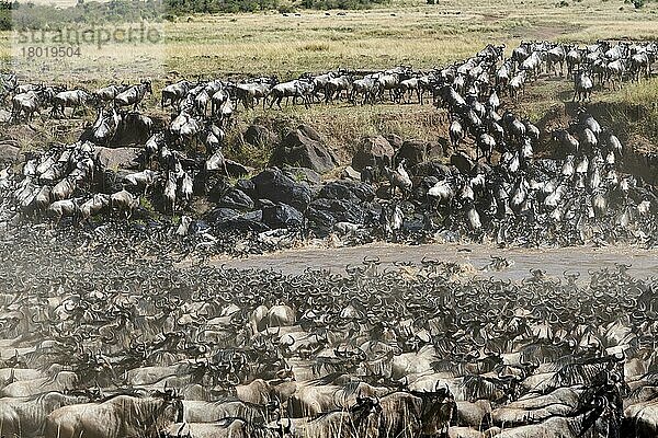 Östliche Streifengnu-Herde (Connochaetes taurinus) überquert den Mara-Fluss. Masai Mara-Nationalreservat  Kenia  Afrika