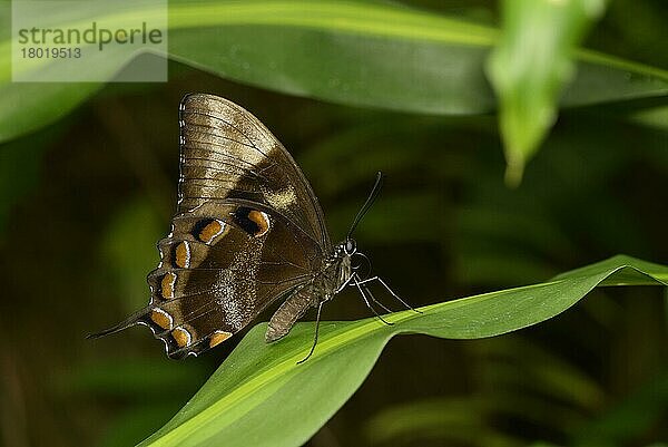 Papilio ulysses  Andere Tiere  Insekten  Schmetterlinge  Tiere  Ulysses Butterfly (Papilio ulysses joesa) adult  resting on Queensland  Australia  November