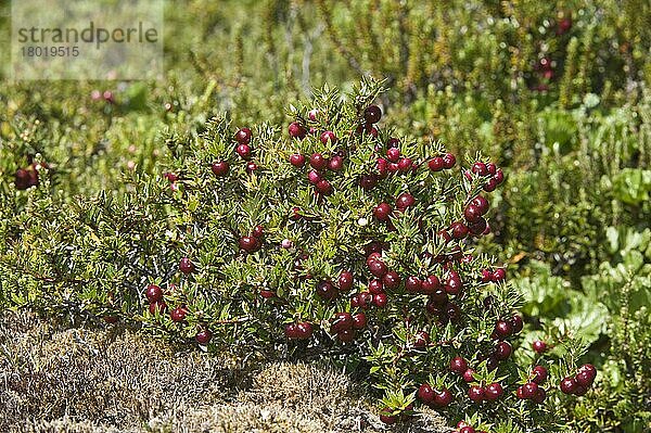 Stachelheide (Gaultheria mucronata) mit Beeren  Ainsworth Bay  Südpatagonien  Feuerland  Chile  Südamerika
