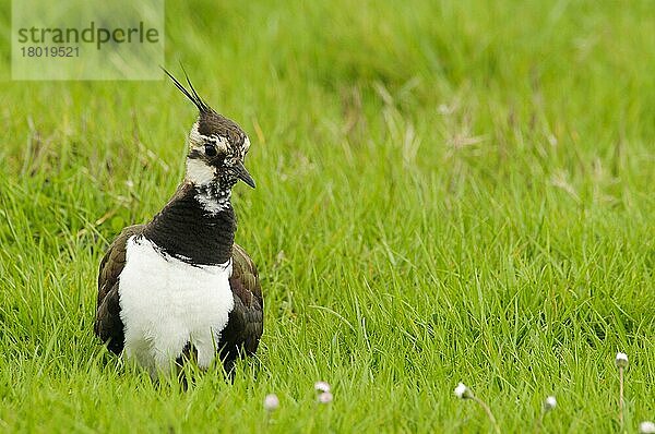 Nordkiebitz (Vanellus vanellus)  erwachsenes Weibchen  brütende Küken knapp unter der Brust sichtbar  im Grasland  Elmley Marshes National Nature Reserve  Isle of Sheppey  Kent  England  Mai