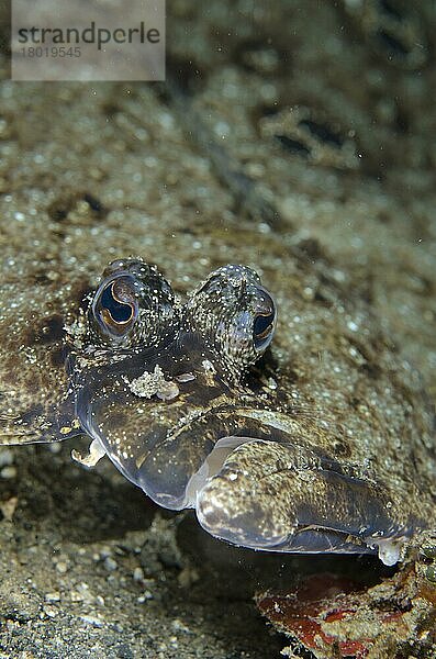 Ausgewachsene Ocellated Flounder (Pseudorhombus dupliciocellatus)  Nahaufnahme des Kopfes  Lembeh-Straße  Sulawesi  Sunda-Inseln  Indonesien  Januar  Asien