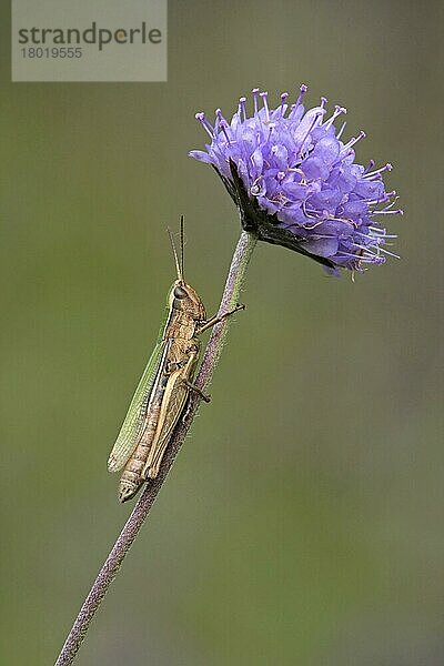 Kleiner Sumpfschreckenheuschrecke (Chorthippus albomarginatus)  erwachsen  ruhend auf Devil's Bit Scabious  Leicestershire  England  Großbritannien  Europa