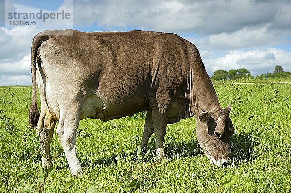 Hausrind  Braunvieh  Schweizer Milchkuh  weidet auf der Weide neben dem Elektrozaun  Dumfries  Dumfries and Galloway  Schottland  Juni