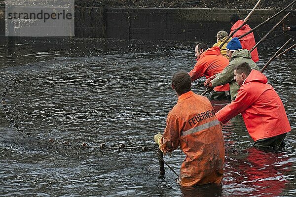 Männer ziehen Fischernetz zusammen  Abfischbecken  abgelassener Karpfenteich  Abfischen  Stradower Teiche  Vetschau  Spreewald  Brandenburg  Deutschland  Europa