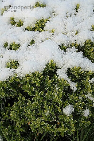 Kultivierte Hebe (Hebe sp.) Nahaufnahme von schneebedeckten Blättern  im Garten  Suffolk  England  November