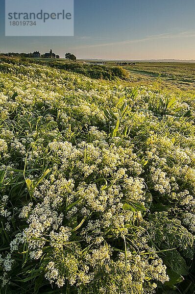 Blühende Masse der Hoary Cress (Cardaria draba)  wächst in der Morgendämmerung im Küstenweidesumpf-Lebensraum  Elmley Marshes N. N. R. North Kent Marshes  Isle of Sheppey  Kent  England  Mai