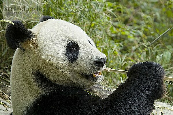 Großer Panda (Ailuropoda melanoleuca) adult  Nahaufnahme des Kopfes  ernährt sich von Bambus  Chengdu Forschungsbasis der Pandazucht  Chengdu  Provinz Sichuan  China  Oktober  Asien