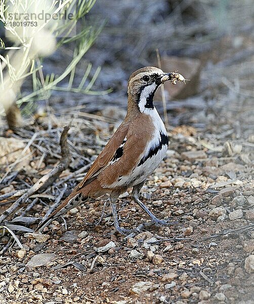 Zimtwachtel-Drossel (Cinclosoma cinnamomeum) adult  mit Insektenbeute im Schnabel  Rotes Zentrum  Northern Territory  Australien  September  Ozeanien