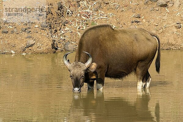 Gaur (Bos gaurus)  Erwachsener  der am Wasserloch trinkt  Tadoba-Nationalpark  Maharashtra  Indien  Asien