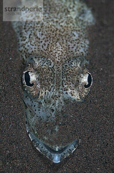 Welander's Flathead (Rogadius welanderi) erwachsen  Nahaufnahme des Kopfes  auf Sand ruhend  Seraya  Bali  Kleine Sunda-Inseln  Indonesien  Dezember  Asien