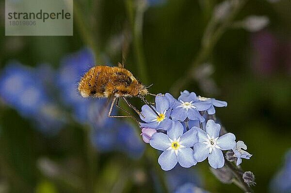 Gewöhnliche Bienenfliege (Bombylius major)  erwachsen  im Flug  ernährt sich von der Vergissmeinnicht (Myosotis sp.) -Blüte  Norfolk  England  Mai