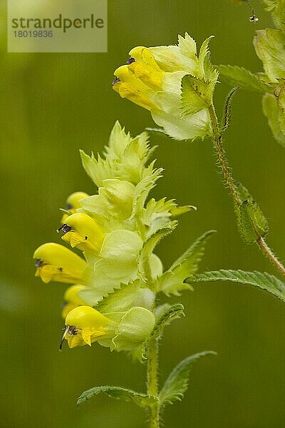 Drüsiger Klappertopf (Rhinanthus rumelicus)  Sommerwurzgewächse  Yellow Rattle flowering  Transylvania  Romania