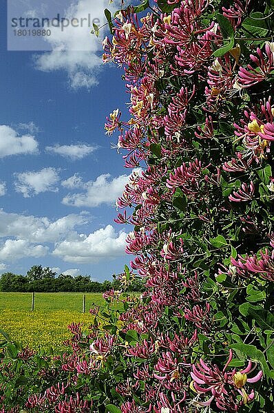 Wildes Geißblatt (Lonicera periclymenum) blüht  wächst in ländlicher Umgebung  Oxfordshire  England  Großbritannien  Europa