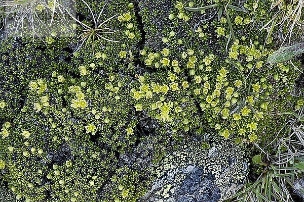 Mossy Cyphel (Minuartia sedoides) blüht  dichte alpine Polsterpflanze  Schweizer Alpen  Schweiz  Juni  Europa