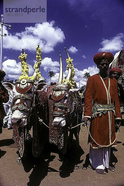 Geschmückte Palast stiere  Dussehra  Dasara-Fest in Mysore  Karnataka  Indien  Asien