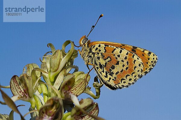 Gefleckter Tüpfelscheckenfalter (Melitaea didyma)  erwachsenes Männchen  Rastplatz auf dem Blütenstachel der Eidechsenorchidee (Himantoglossum hircinum)  Causse de Gramat  Zentralmassiv  Region Lot  Frankreich  Mai  Europa